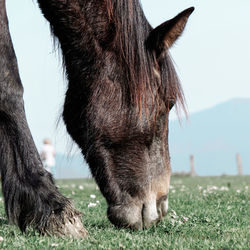 Close-up of a horse on field