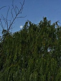 Low angle view of trees against blue sky