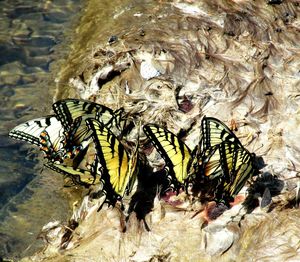 Close-up of insect on water