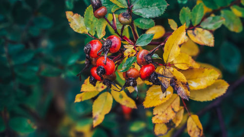 Close-up of berries growing on tree