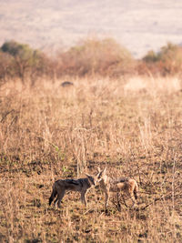 Jackals standing on field