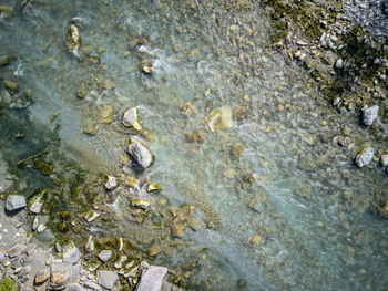 High angle view of crab on rock by river
