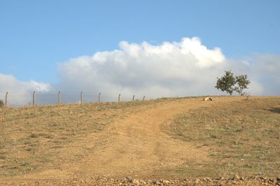 Scenic view of field against sky