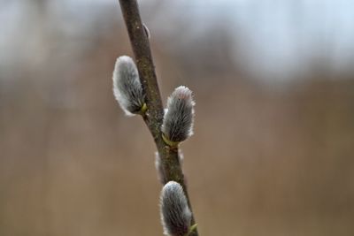 Close-up of plant against blurred background