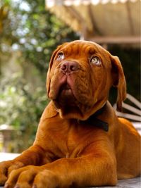 Close-up portrait of a dog