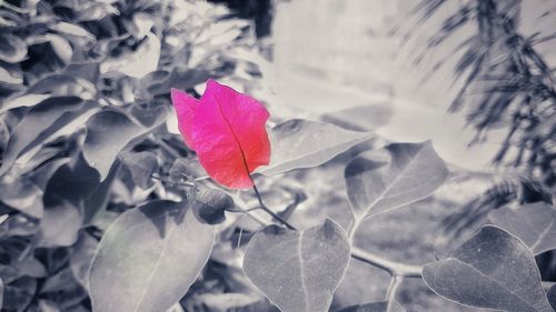 Close-up of red leaves on plant