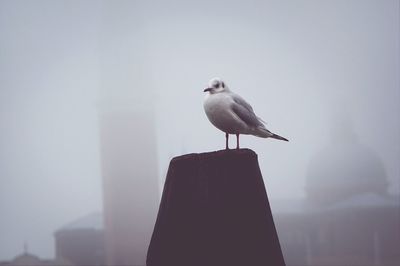 Seagull perching on railing