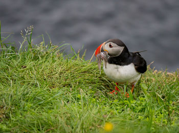 Close-up of bird on grass