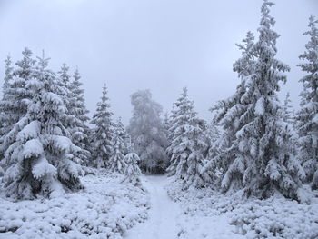 Snow covered trees in forest against sky