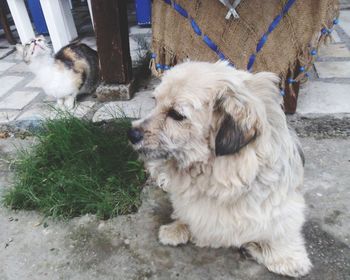 Dog looking away while sitting outdoors