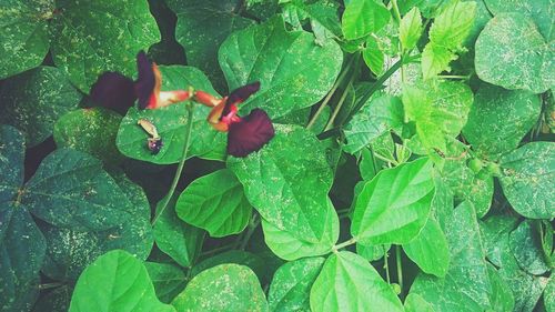 High angle view of flowering plant with red leaves