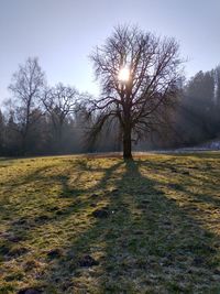 Tree on field against sky