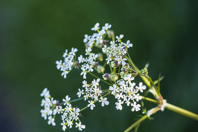 Close-up of white flowering plant