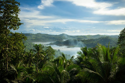 Scenic view of trees and plants against sky