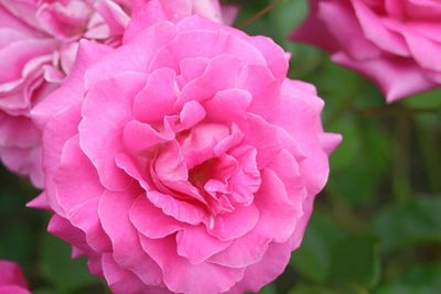 Close-up of pink flower blooming outdoors