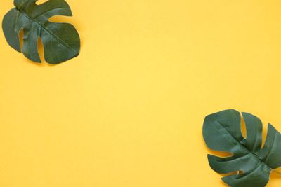 Close-up of yellow leaves against white background