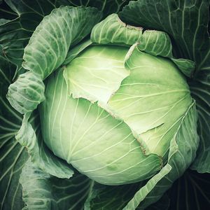 High angle view of whole cabbage leaves on plant