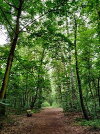 Dirt road amidst trees in forest