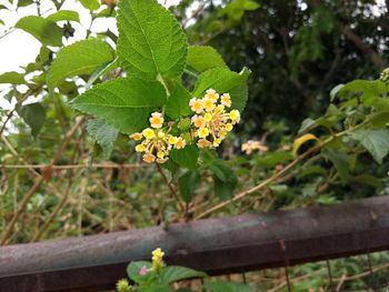 Close-up of yellow flowers