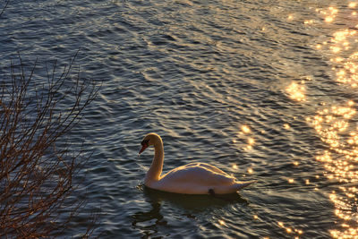 High angle view of swan swimming in lake