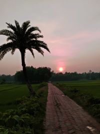 Scenic view of palm trees on field against sky at sunset