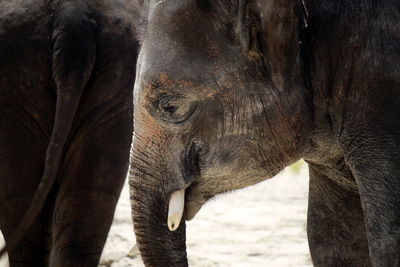 Close-up of elephant