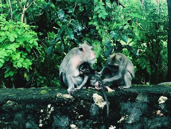 Monkey sitting in a forest