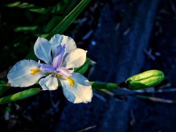 Close-up of flower blooming outdoors