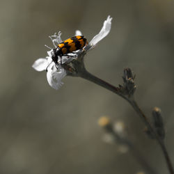 Close-up of insect on flower