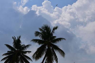 Low angle view of palm trees against sky