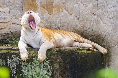A white tiger being a yawn in a mid day