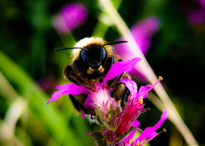 Close-up of bee pollinating on pink flower