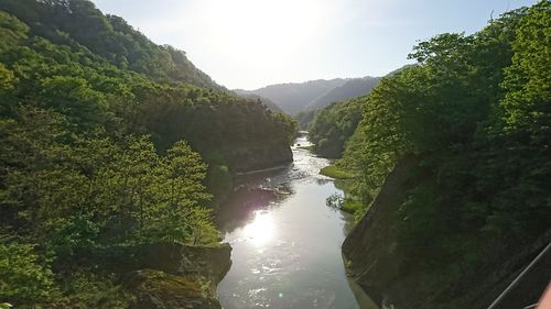 Scenic view of river amidst trees in forest