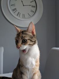 Close-up of a cat looking away