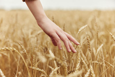 Cropped hand of man touching wheat field