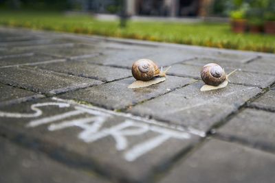 Close-up of snail on footpath