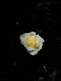 Close-up of white rose