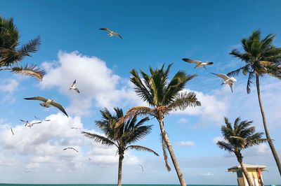 Low angle view of birds flying against blue sky