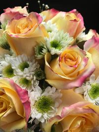 Close-up of multi colored roses
