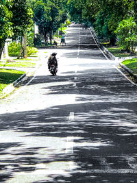 View of an animal on road
