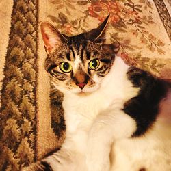 Close-up portrait of cat