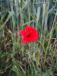 Close-up of red poppy blooming on field