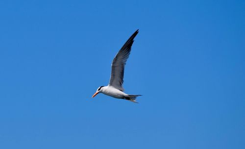 Low angle view of seagull flying in sky