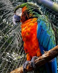 Close-up of parrot perching on wood