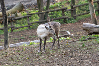 Deer standing in a forest