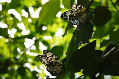 Close-up of butterfly perching on flower