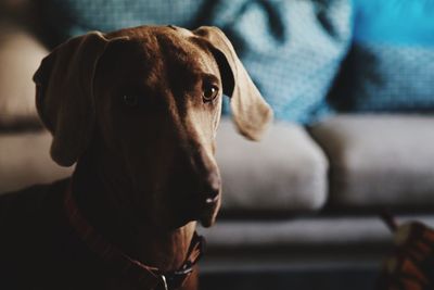 Close-up portrait of dog