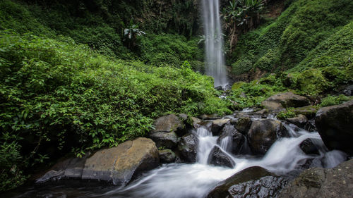 Scenic view of waterfall in forest