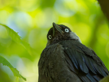 Close-up of a bird looking away