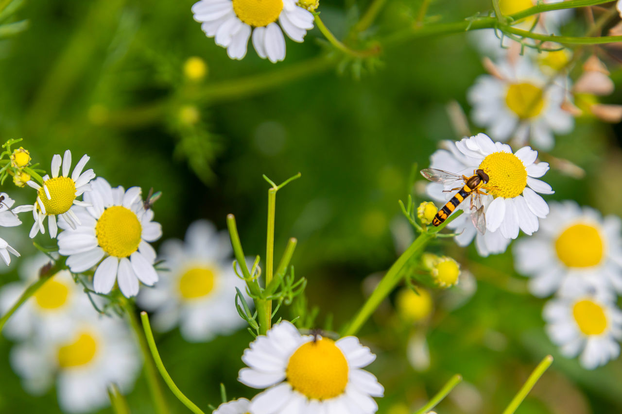 flower, flowering plant, plant, beauty in nature, freshness, nature, animal wildlife, animal themes, animal, insect, meadow, yellow, close-up, daisy, fragility, flower head, summer, petal, plain, tanacetum parthenium, springtime, one animal, no people, wildflower, white, growth, environment, grass, macro photography, animal wing, outdoors, multi colored, wildlife, selective focus, macro, field, botany, blossom, food, butterfly, environmental conservation, inflorescence, day, land, landscape, sunlight, travel destinations, focus on foreground